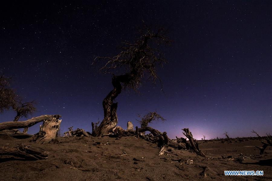 CHINA-INNER MONGOLIA-DESERT POPLAR TREES-SCENERY (CN)