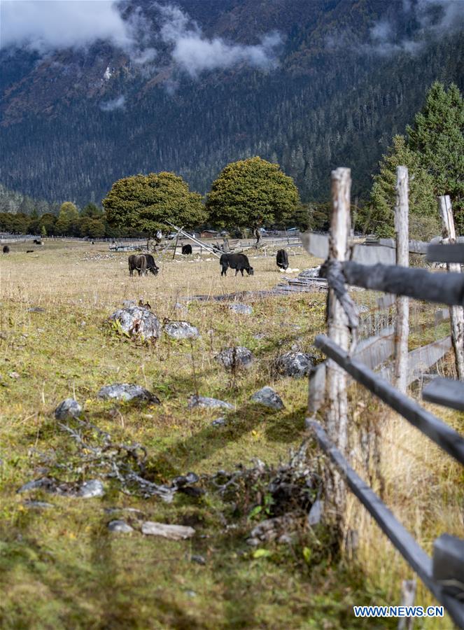 CHINA-TIBET-LULANG-SCENERY (CN)