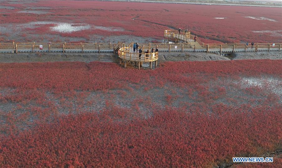 CHINA-LIAONING-PANJIN-RED BEACH-SCENERY (CN)