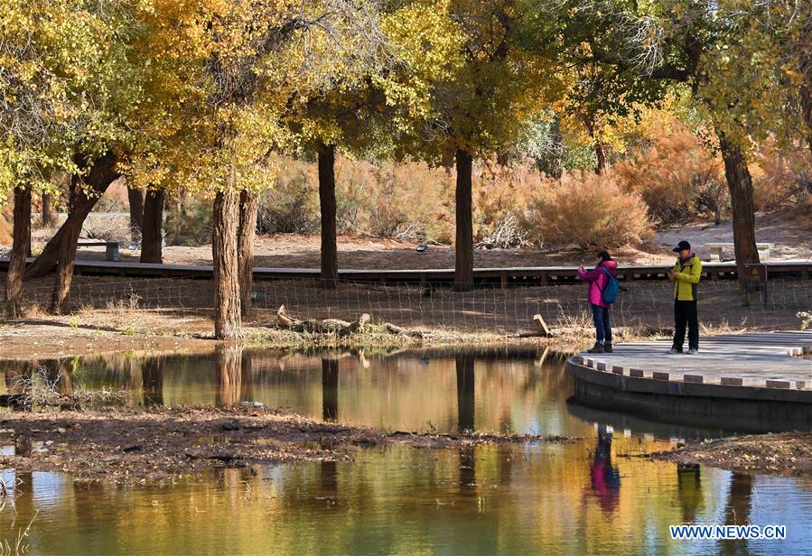 CHINA-INNER MONGOLIA-EJIN-POPULUS EUPHRATICA-SCENERY (CN)