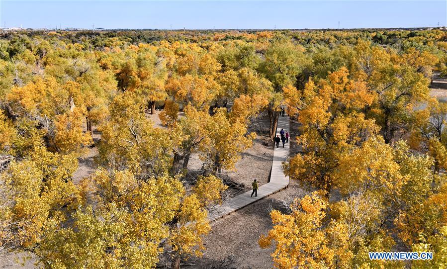 CHINA-INNER MONGOLIA-EJIN-POPULUS EUPHRATICA-SCENERY (CN)