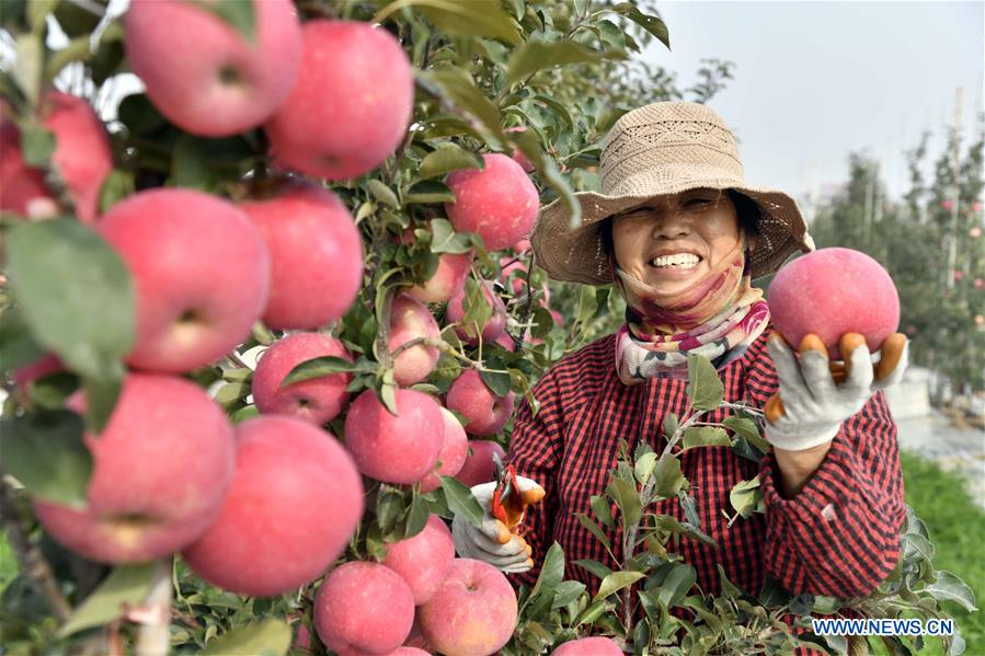 CHINA-SHANDONG-WEIHAI-APPLE-HARVEST (CN)