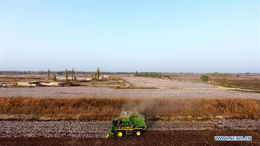 CHINA-XINJIANG-AWAT-AGRICULTURE-COTTON (CN)