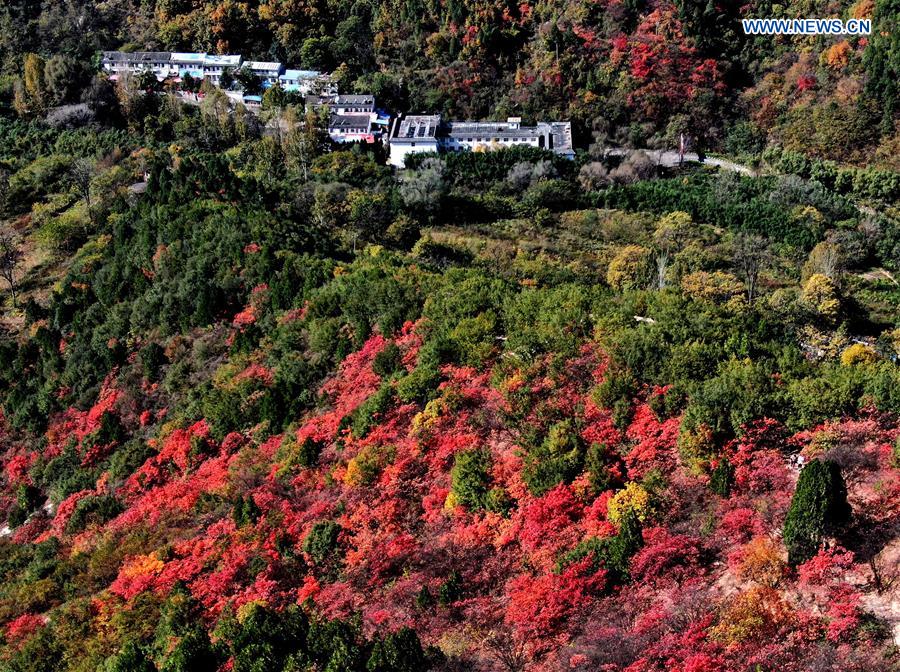 CHINA-HENAN-AUTUMN SCENERY (CN)