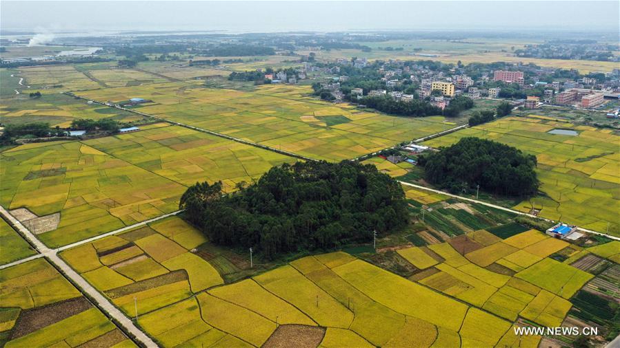 CHINA-GUANGXI-RICE FIELDS (CN)