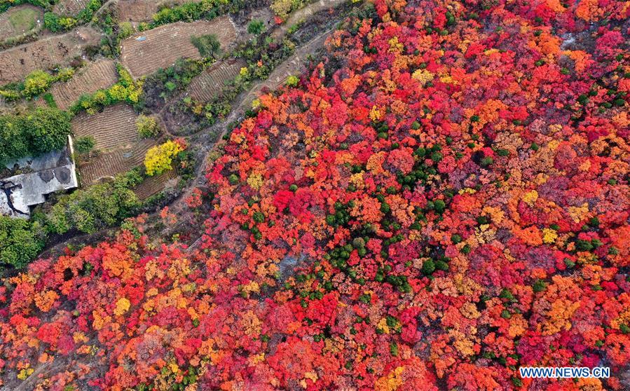 CHINA-SHANDONG-JINAN-AUTUMN SCENERY (CN)