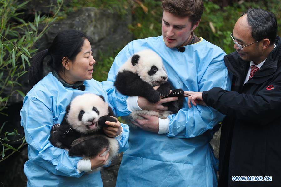 BELGIUM-BRUGELETTE-PAIRI DAIZA-ZOO-PANDA TWINS-OFFICIAL NAME