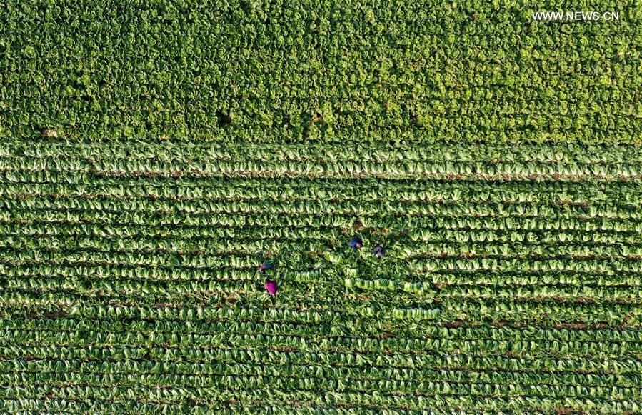 CHINA-HEBEI-LUANZHOU-VEGETABLE INDUSTRY (CN)