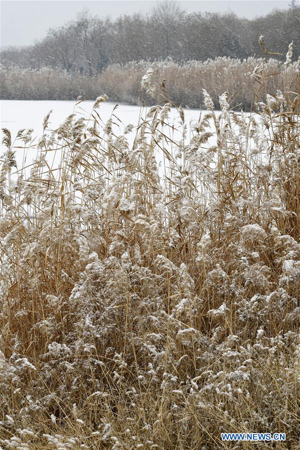 CHINA-NINGXIA-YINCHUAN-SNOWFALL (CN)