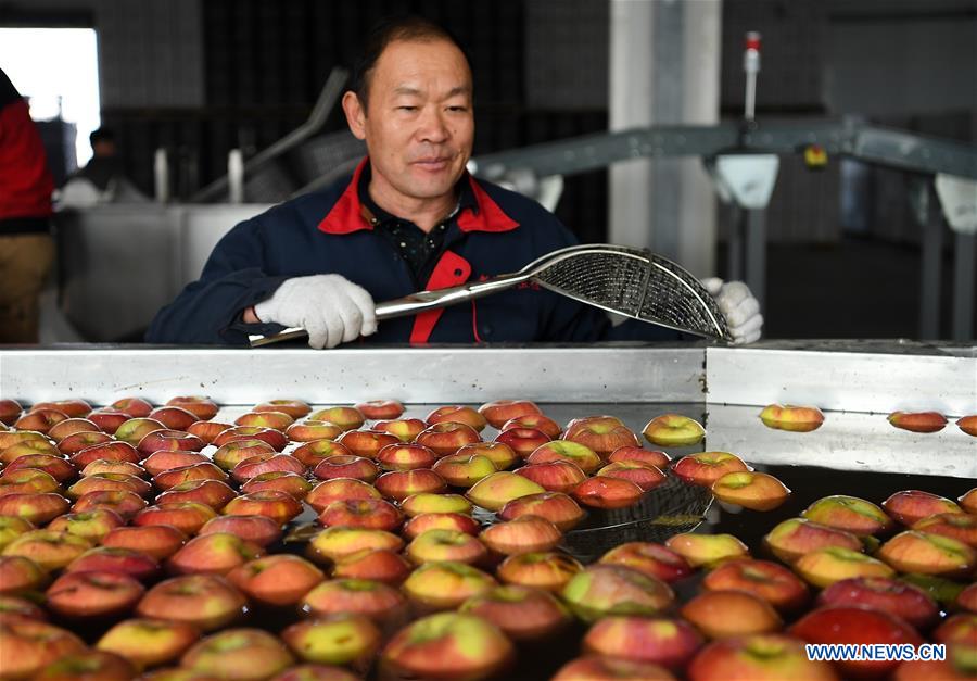 CHINA-XINJIANG-AKSU-APPLE (CN)