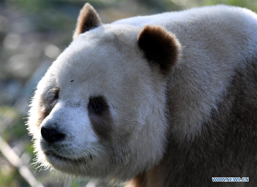 CHINA-SHAANXI-XI'AN-CAPTIVE BROWN AND WHITE GIANT PANDA