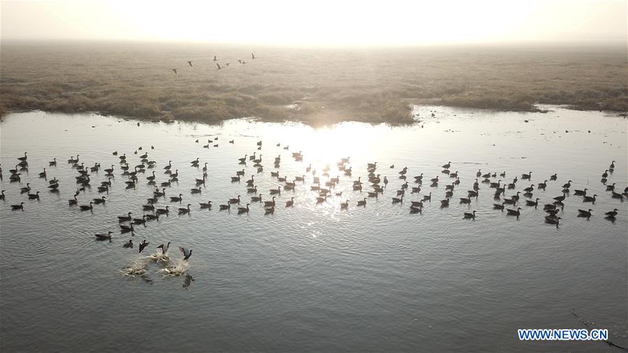 CHINA-ANHUI-SHENGJIN LAKE-MIGRANT BIRDS (CN)