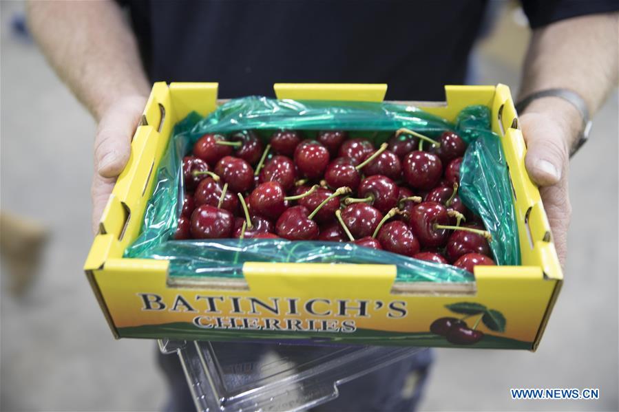 AUSTRALIA-YOUNG-CHERRY-EXPORT TRADE