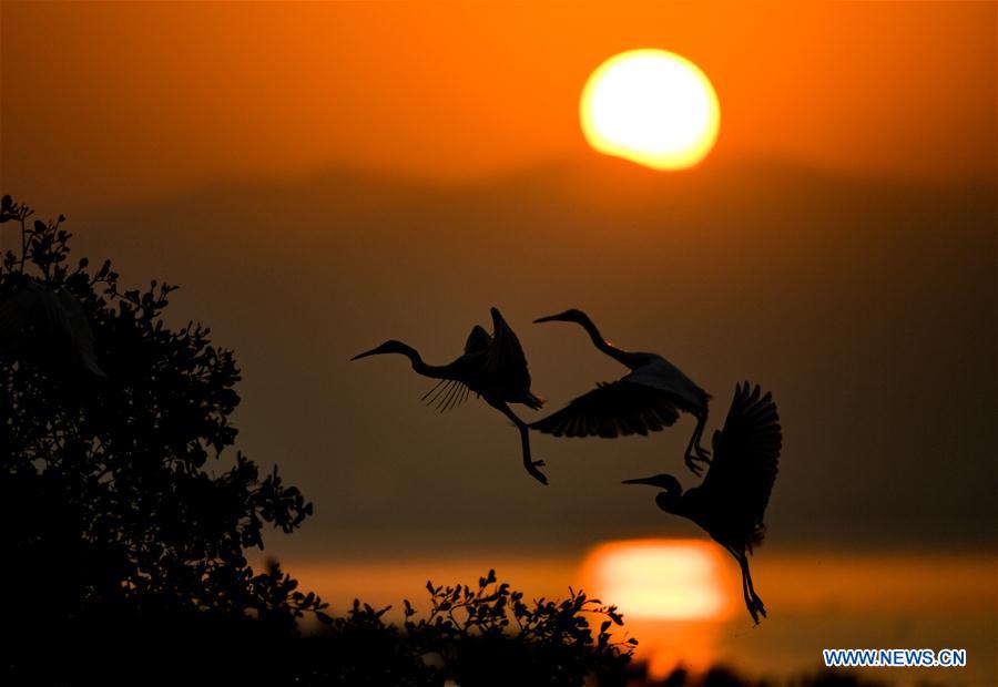 CHINA-SHENZHEN-MIGRATORY BIRDS (CN)