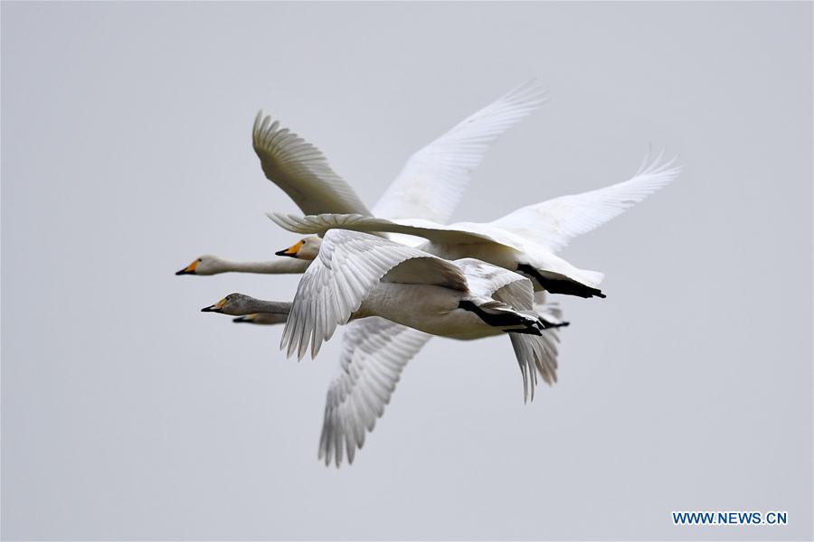 CHINA-SHANXI-WILD SWAN-WINTER HABITAT (CN)