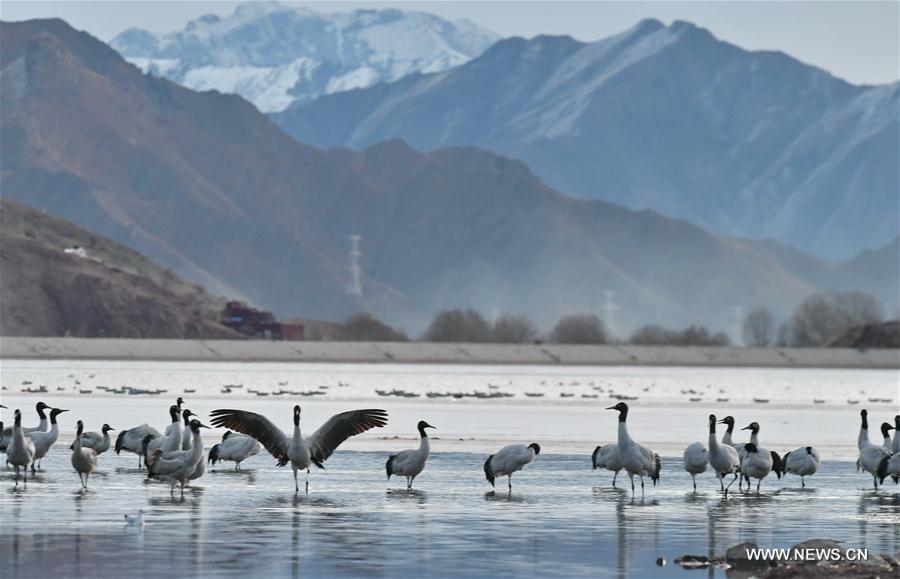 CHINA-LHASA-ECOLOGICAL PROTECTION-CRANES (CN)