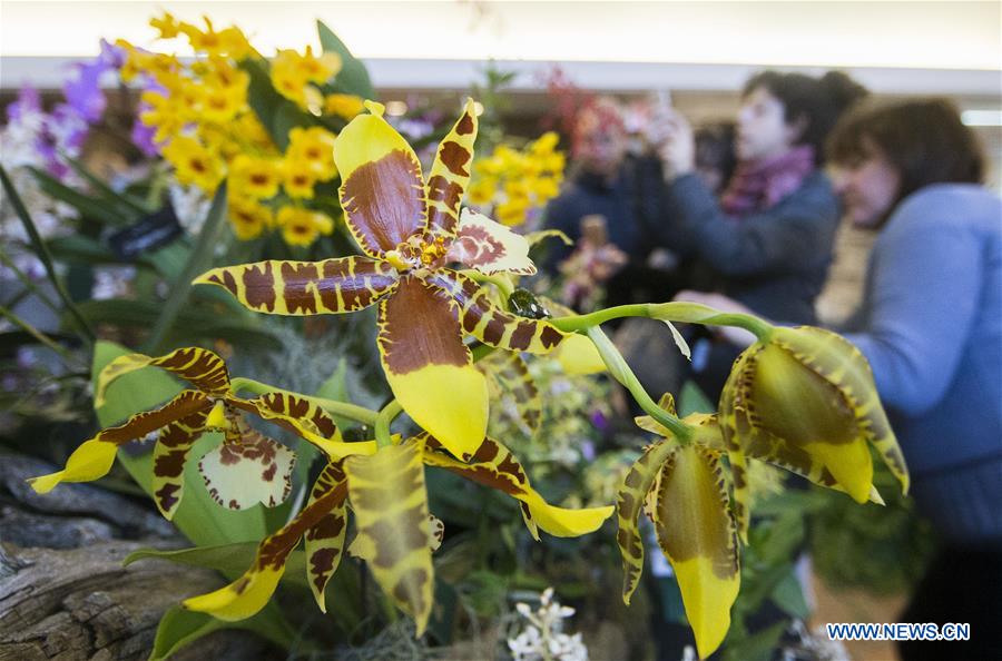 CANADA-TORONTO-ORCHID SHOW