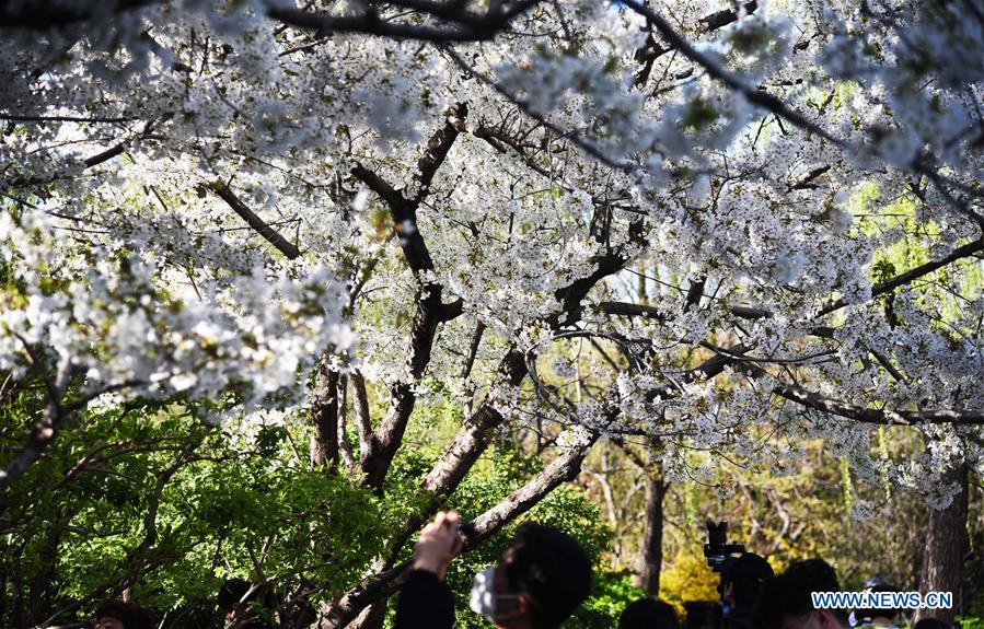 CHINA-SHANDONG-JINAN-SPRING SCENERY (CN)