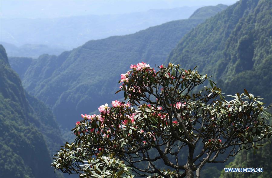 CHINA-SICHUAN-MOUNT EMEI-SCENERY (CN)