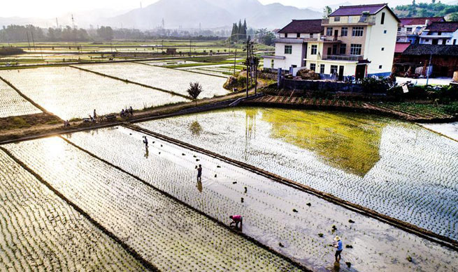 Farmers plant paddy rice seedlings in NW China's Shaanxi