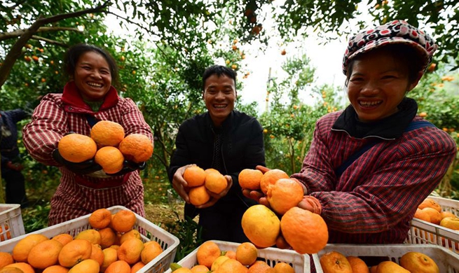 Ponkans harvested in "village of ponkans" in China's Guizhou