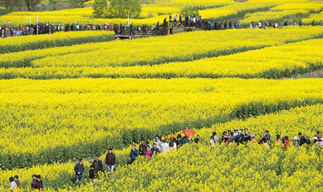 Tourists enjoy cole flowers in E China's Jiangsu