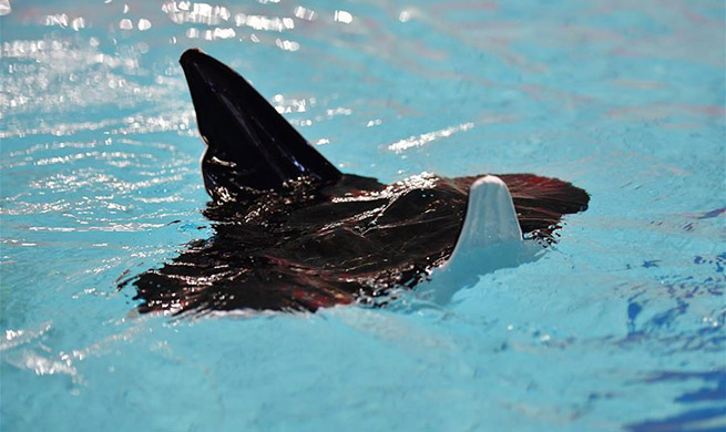 Chinese researchers develope biomimetic robot in shape of manta ray in Shaanxi