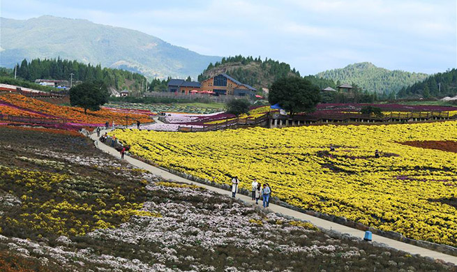 Tourists enjoy chrysanthemum flowers in China's Guizhou