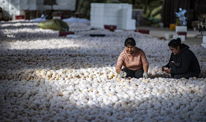 Pepino melon planting industry helps poverty-stricken households increase income in Yunnan