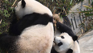 Giant pandas returning from U.S. adapt to Chinese life