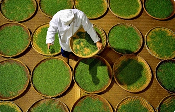 In pics: black tea making in China's Hubei