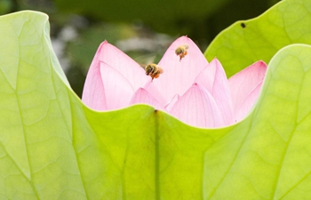 Tourists view lotus at Guanshe villa in Wuxi, east China