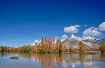 Autumn scenery along Yarlung Zangbo River in SW China's Tibet