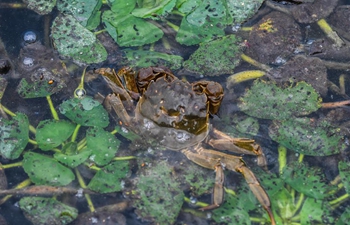 Farmers busy working in harvest season of Taihu Lake crab in China's Zhejiang