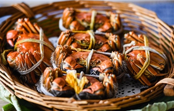 In pics: hairy crab cultivation area on Yangcheng Lake, E China's Jiangsu