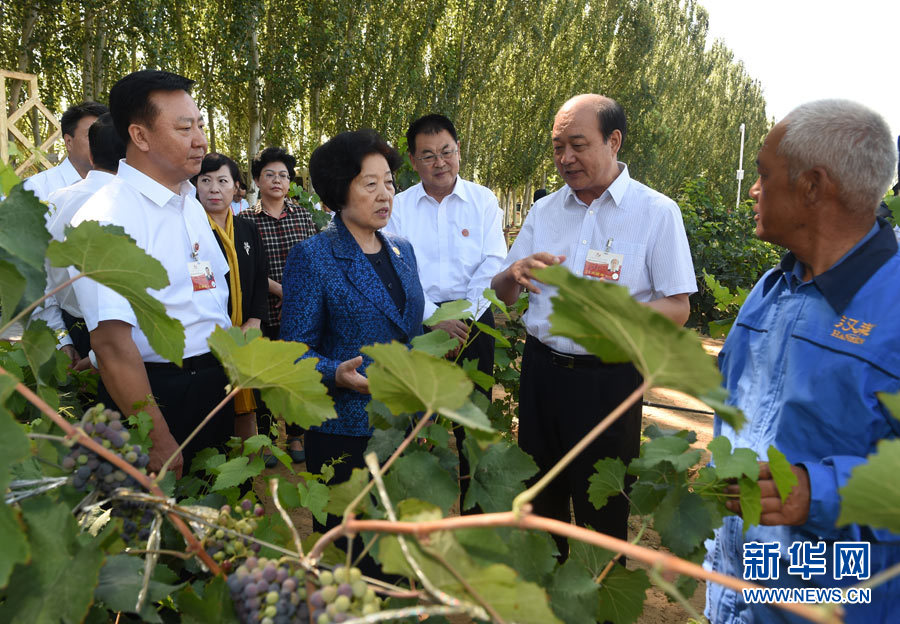 8月9日，中共中央政治局委員、中央統(tǒng)戰(zhàn)部部長(zhǎng)、中央代表團(tuán)副團(tuán)長(zhǎng)孫春蘭率中央代表團(tuán)三分團(tuán)，先后赴內(nèi)蒙古自治區(qū)烏海市、阿拉善盟看望各族干部群眾。這是孫春蘭在烏海市漢森酒業(yè)集團(tuán)的葡萄種植園了解葡萄種植情況。新華社記者 任軍川 攝