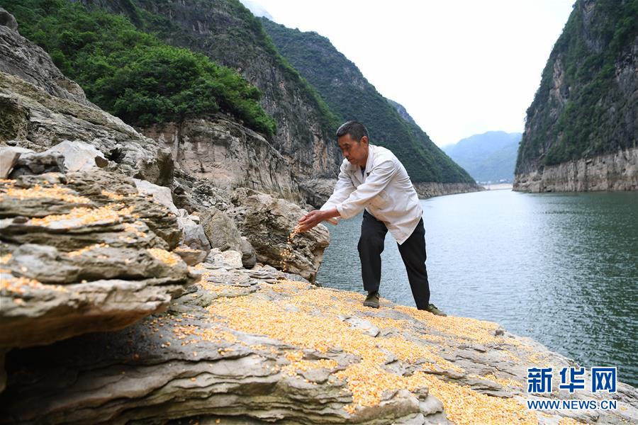 （在習(xí)近平新時(shí)代中國特色社會(huì)主義思想指引下——新時(shí)代新作為新篇章）（3）重慶巫山：“生態(tài)寶貝”變身“搖錢樹”