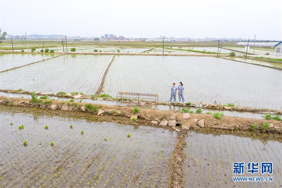 （在習(xí)近平新時(shí)代中國(guó)特色社會(huì)主義思想指引下——新時(shí)代新作為新篇章·圖文互動(dòng)）（1）大學(xué)生種田讓農(nóng)民“老把式”開了眼——吉林長(zhǎng)白山下的稻田新事