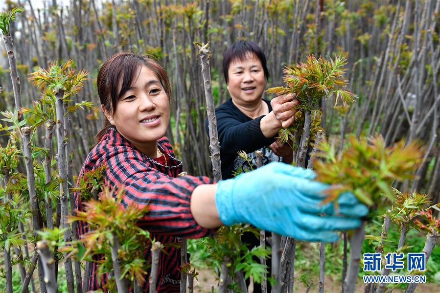 （在習(xí)近平新時(shí)代中國特色社會主義思想指引下——新時(shí)代新作為新篇章·圖文互動）（1）中條山下綠意濃——一個“資源窮縣”的生態(tài)發(fā)展之路