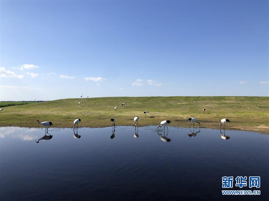 （在習(xí)近平新時(shí)代中國(guó)特色社會(huì)主義思想指引下——新時(shí)代新作為新篇章·圖文互動(dòng)）（1）從“人鳥爭(zhēng)食” 到“人鶴和諧”——濕地生態(tài)保護(hù)的“扎龍?zhí)剿?rdquo;