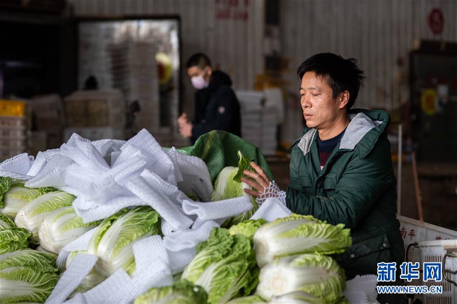 （抓好春耕備耕 穩(wěn)住農(nóng)業(yè)生產(chǎn)·圖文互動）（2）“栽種的是菜苗，收獲的是希望”——云南蔬菜集散地通?？h春耕見聞 