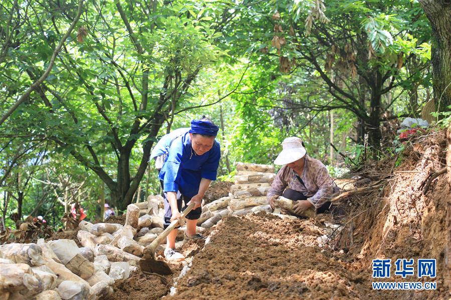 （決戰(zhàn)決勝脫貧攻堅·圖文互動）（3）問林下要地 助“新市民”就業(yè)增收