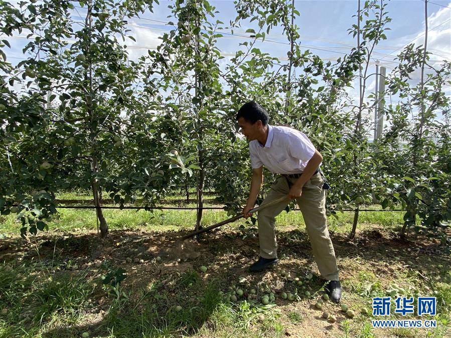 （決戰(zhàn)決勝脫貧攻堅·圖文互動）（1）高原紅了，日子好了——貴州海拔最高縣發(fā)展蘋果產(chǎn)業(yè)見聞