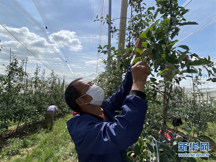 （決戰(zhàn)決勝脫貧攻堅·圖文互動）（2）高原紅了，日子好了——貴州海拔最高縣發(fā)展蘋果產(chǎn)業(yè)見聞