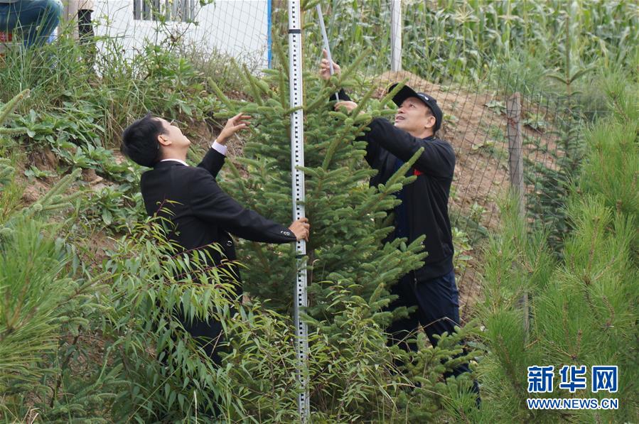 （決戰(zhàn)決勝脫貧攻堅·圖文互動）（2）甘肅定西黃土高坡上，有片“福州林”