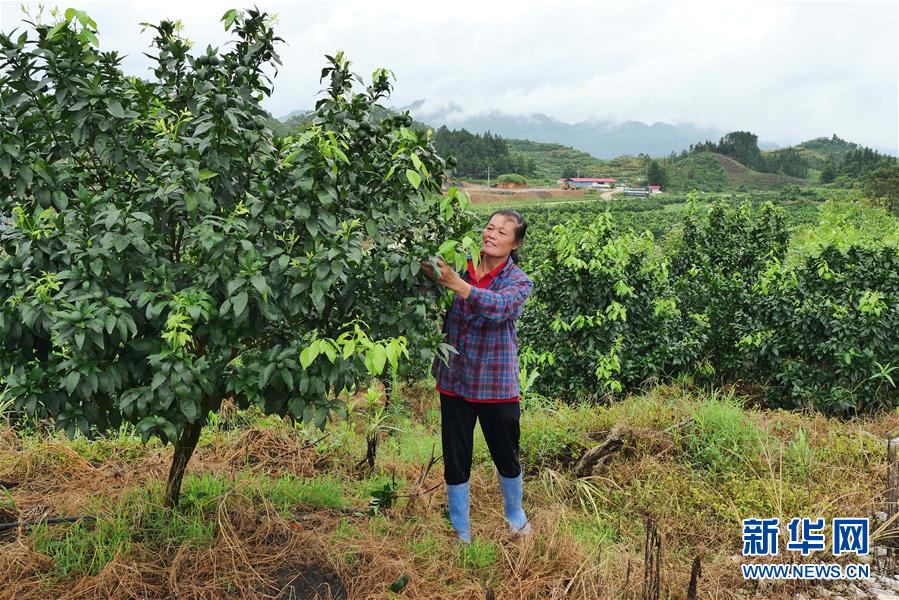 （決戰(zhàn)決勝脫貧攻堅·圖文互動）（10）同飲一江水 攜手“斬窮根”——深圳對口廣西河池、百色扶貧協(xié)作見聞