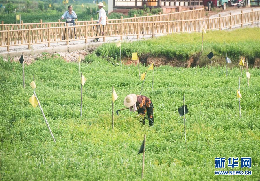 （新華全媒頭條·走向我們的小康生活·圖文互動）（9）特殊之年，荊楚大地書寫不平凡的答卷