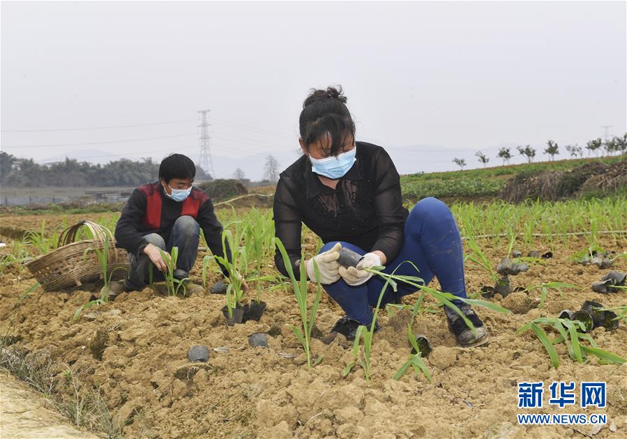 （在習(xí)近平新時(shí)代中國(guó)特色社會(huì)主義思想指引下——新時(shí)代新作為新篇章·習(xí)近平總書(shū)記關(guān)切事·圖文互動(dòng)）（5）為農(nóng)田注入硬核生產(chǎn)力——一些地方春耕中農(nóng)業(yè)科技創(chuàng)新掃描