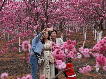 櫻花漫山，一份14年的等待