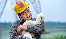 “鳥爸”鄭青松：從拆巢人變護(hù)鳥人